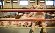 Produktionen af slagtesvin styrtdykker i Danmark, og slagterierne kæmper stadig mere desperat for at få flere grise. 
Foto: Ilan Brender