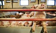 Guldgrise: Landmand Martin Lund Madsen har i 2017 tjent 30 mio. kr. på at producere grise. Martin Lund Madsen er blandt Danmarks allerstørste svineproducenter. Arkivfoto: Ilan Brender