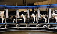 Et stigende antal mælkeproducenter går konkurs, fordi mælkeafregningen gennem længere tid har været relativt lav. Også andre sektorer i landbruget er ramt af stigende antal konkurser.
Foto:  Miriam Dalsgaard