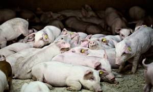 DCH International, som er ejet af danske landmænd, har netop konstateret udbrud af svinepest på en af selskabets farme i Rumænien.
Foto: Joachim Adrian Foto: Joachim Adrian