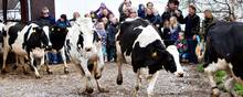 Arlas andelshavere producere mere økologisk mælk end nogensinde før. Mejerigigantens salg af økologiske varer er steget til over 5 mia. kr., og væksten ventes at fortsætte de kommende år.
Foto: Stine Bidstrup