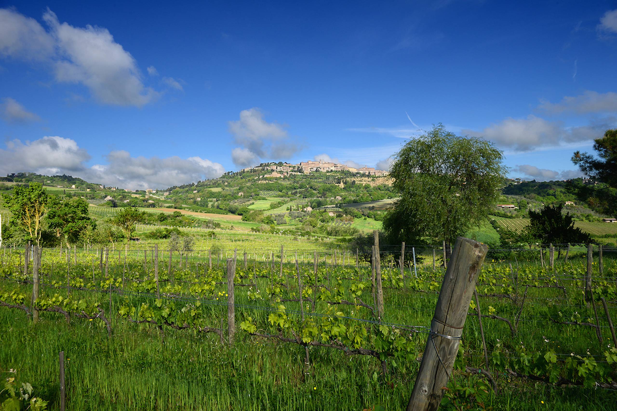 Landsbyen Montepulciano i det sydlige Toscana ligger i over 600 meters højde og rangerer blandt de mest berømte vinbyer i Italien. Byen er også berømt for sine fine renæssancebyggerier fra Middelalderen. Foto: Salcheto