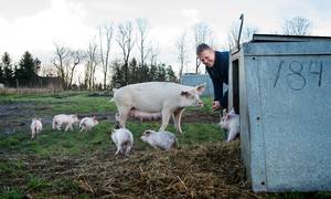 Den økonomiske krise får nu Danmarks største økologiske svineproducent, Bertel Hestbjerg, til at sende mere end en tredjedel af sine avlsdyr til slagtning. Foto: Rune Aarestrup Pedersen