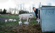 Økologiske grise har været guld værd de seneste år. Nu har Danmarks største producent af økogrise, Bertel Hestbjerg, udviklet et koncept, der er endnu mere værdifuldt.
Foto: Rune Aarestrup Pedersen