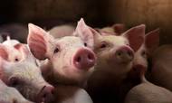 Det danskejede landbrugsselskab DCH International har det seneste år øget produktionen til 568.000 grise og tjent flere penge end nogensinde før.
Foto: Line Ørnes Søndergaard.