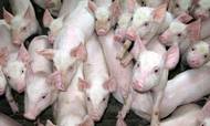 Et kæmpe underskud og frygten for svinepest får nu landbrugsgiganten Scandinavian Farms til at tømme staldene. Foto: AP