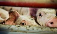 Svinepest vil i år udradere 50 pct. af Kinas bestand af grise, vurderer Rabobank. Det svarer til, at 217 mio. grise må lade livet på grund af sygdommen.
Foto: Ilan Brender