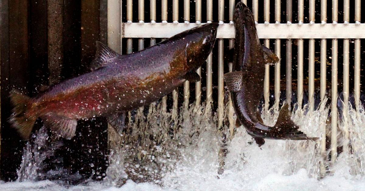 Kaldte sig verdensførende: Dansk fiskefirma går konkurs - Finans