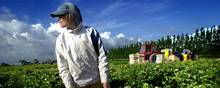 I dag udgør udenlandsk arbejdskraft en tredjedel af de ansatte i landbruget.  Foto: Martin Lehmann. Foto: Lizette Kabré