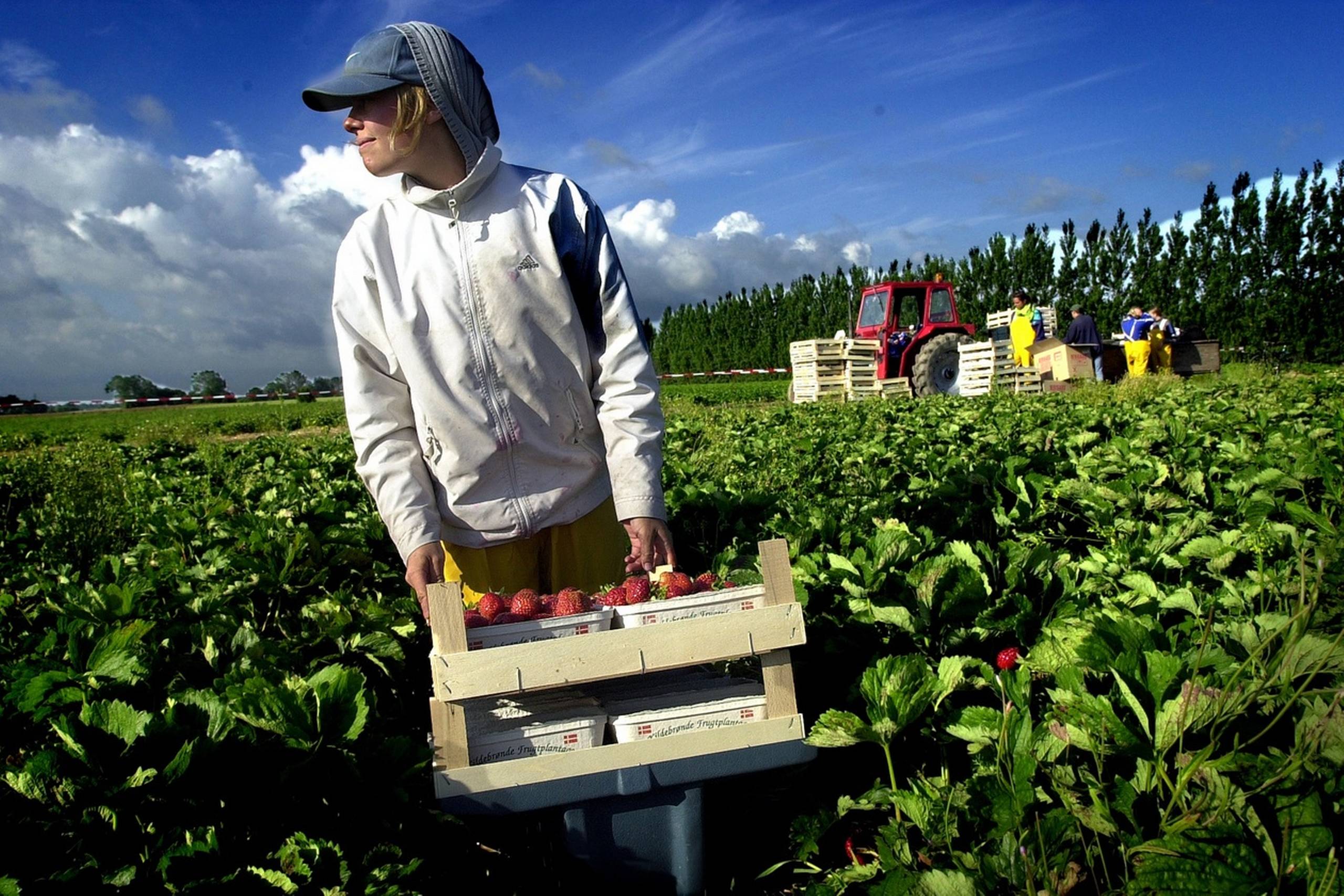 I dag udgør udenlandsk arbejdskraft 11,7 pct. af lønmodtagerne, i 2010 var tallet kun 8,8 pct. Foto: Martin Lehmann. Foto: Lizette Kabré 