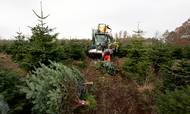 Det er kedeligt regnskab, kapitalfonden Adelis kan gå på juleferie med. Danske Green Team Group, der producerer juletræer, kæmper med faldende priser. Foto: Finn Frandsen