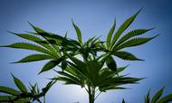 Det canadiske selskab Aurora Cannabis Inc., som i år etablerer cannabis-produktion i Danmark, har netop offentliggjort et opkøb, som gør selskabet til verdens største cannabis-producent.