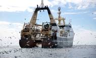 Polar Seafood-koncernen har nu en egenkapital på 1 mia. kr. Denne fisketrawler har ikke noget med koncernen at gøre.