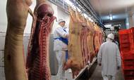Der er tirsdag morgen strejke på flere af landets største slagterier. Foto: Jesper Olesen