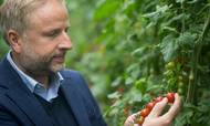 Danmarks største tomatproducent Mads Pedersen går nu i gang med at producere cannabis i stor skala. Sammen med et børsnoteret canadisk selskab vil han bygge en cannabisfabrik, som kan generere en årsomsætning på 1,5 mia. kr. 
Foto: Benjamin Nørskov