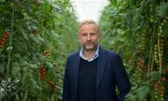 Danmarks største tomatproducent, Mads Pedersen, lukker produktionen den kommende vinter på grund af de høje energipriser. Mange andre gartnerier følger trop og lukker eller reducerer produktionen.
Foto: Benjamin Nørskov