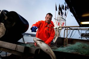 Danske fiskere må fange markant færre tobis i år. Nordsø-kvote sættes ned fra 125.000 ton til 13.000 ton.