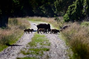 I det vestligste Polen nærmer syge vildsvin sig grænsen til Tyskland. Hvis blot et enkelt dyr med svinepest slipper over grænsen, vil det koste danske landmænd milliarder af kroner.