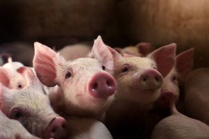 De danske svineproducenter har klaret sig gennem det seneste års dybe krise stort set uden konkurser. De har fundet en nødudgang, der gør det muligt for dem at fortsætte som landmænd. Konsekvensen er en masse tomme stalde.